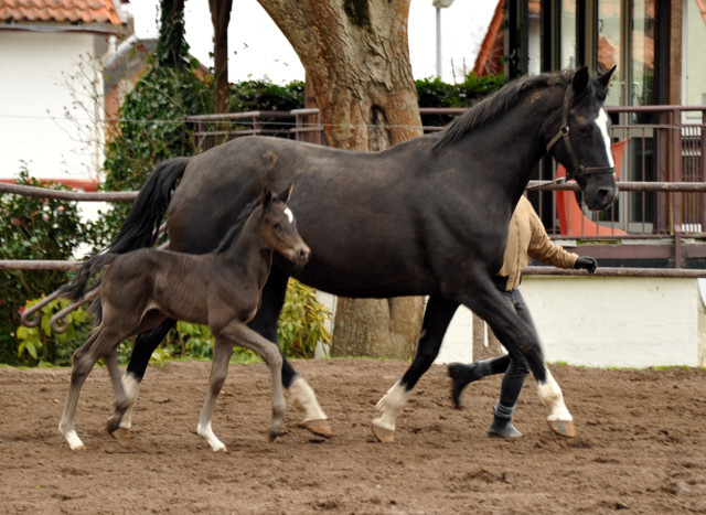 Trakehner Stutfohlen von Saint Cyr u.d. Greta Garbo v. Alter Fritz, Gestt Hmelschenburg - Beate Langels