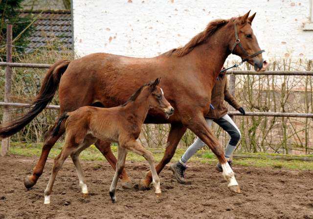Hengstfohlen v. Summertime u.d. Klassic v. Freudenfest u.d. Kassuben v. Enrico Caruso