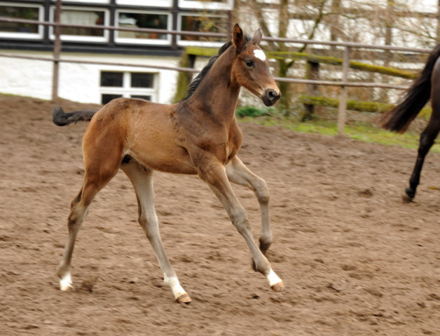 Stutfohlen von Kostolany u.d. Pr.A. Kaiserspiel v. Exclusiv - Foto: Beate Langels - Trakehner Gestt Hmelschenburg