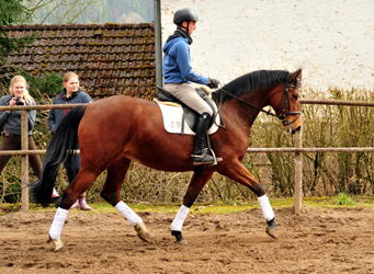  Trakehner Gestt Hmelschenburg - im Mrz 2018 - Foto: Beate Langels