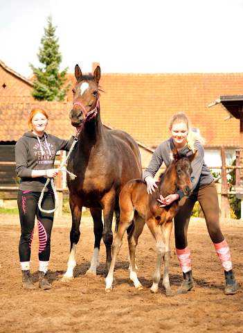 Schwalben Surprise v. Quantensprung x Totilas im Trakehner  Gestt Hmelschenburg