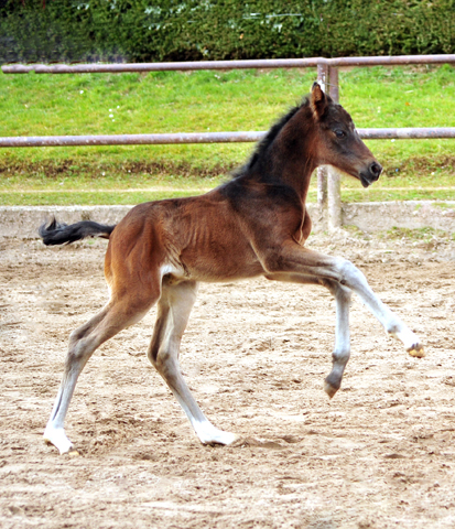 Schwalben Surprise v. Quantensprung x Totilas im Trakehner  Gestt Hmelschenburg