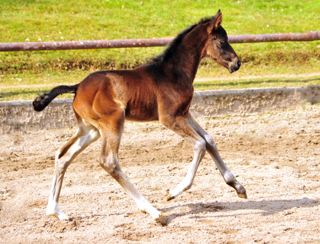 Schwalben Surprise v. Quantensprung x Totilas im Trakehner  Gestt Hmelschenburg