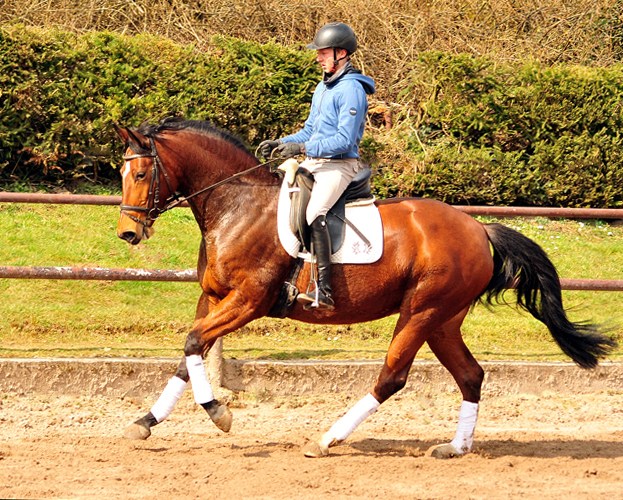  Trakehner Gestt Hmelschenburg - im Mrz 2018 - Foto: Beate Langels