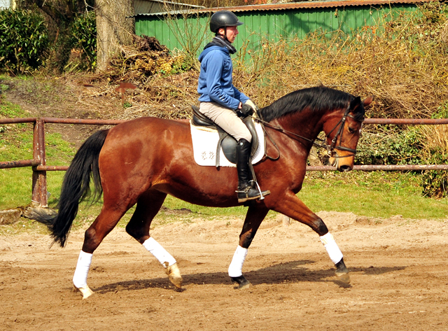  Trakehner Gestt Hmelschenburg - im Mrz 2018 - Foto: Beate Langels