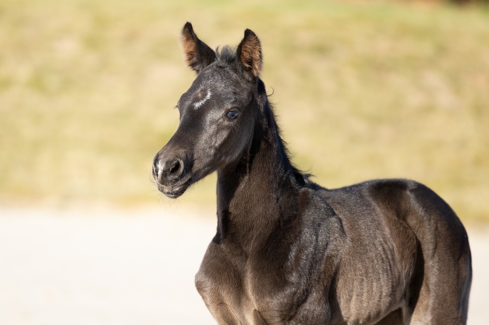 Stutfohlen von Sutherland u.d. Donauwelle v. Interconti - Z�chterin Elke S�chtig Gut Elmarshausen  - Foto: Meike D�sterwald