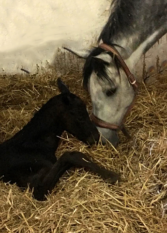 Trakehner Hengstfohlen v. Saint Cyr u.d. Pr.A. TeaCup v. Exclusiv- Foto: Beate Langels - Trakehner Gestt Hmelschenburg