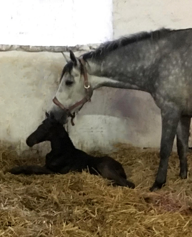 Trakehner Hengstfohlen v. Saint Cyr u.d. Pr.A. TeaCup v. Exclusiv- Foto: Beate Langels - Trakehner Gestt Hmelschenburg