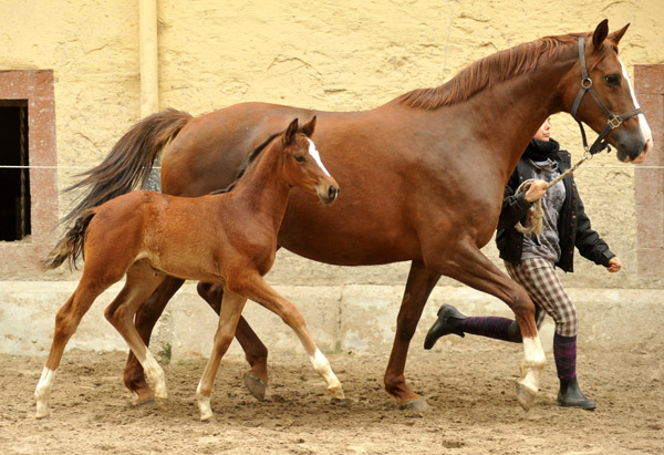 Trakehner Stutfohlen von Singolo u.d. Pr. u. StPrSt. Klassic v. Freudenfest u.d. Elitestute Kassuben v. Enrico Caruso  - Gestt Hmelschenburg - Beate Langels