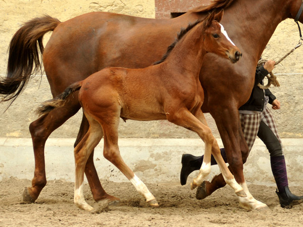 Trakehner Stutfohlen von Singolo u.d. Pr. u. StPrSt. Klassic v. Freudenfest u.d. Elitestute Kassuben v. Enrico Caruso  - Gestt Hmelschenburg - Beate Langels