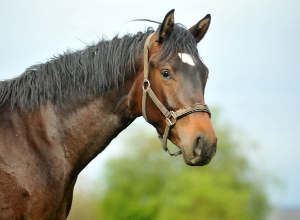 2jhriger Hengst von Shavalou und der Kalidah Jamal v. Manhattan - Foto: Beate Langels, Trakehner Gestt Hmelschenburg