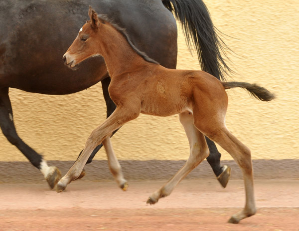 Trakehner Hengstfohlen von Summertime u.d. Elitestute Schwalbenspiel v. Exclusiv, Foto: Beate Langels, Trakehner Gestt Hmelschenburg