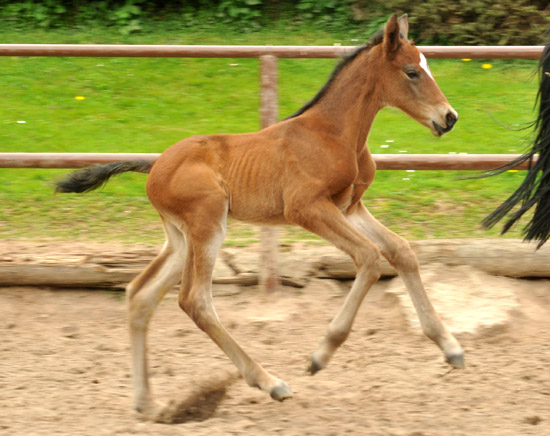 Trakehner Hengstfohlen von Summertime u.d. Elitestute Schwalbenspiel v. Exclusiv, Foto: Beate Langels, Trakehner Gestt Hmelschenburg