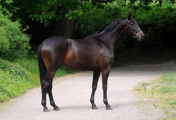 3year old Trakehner Mare Kaiserspiel by Exclusiv out of Kaiserzeit by Summertime - Foto: Beate Langels - Trakehner Gestt Hmelschenburg