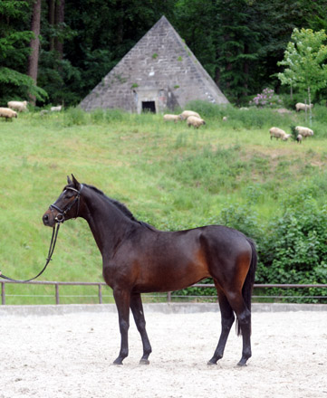 Kaiserspiel von Exclusiv u.d. Kaiserzeit v. Summertime - Foto: Beate Langels - Trakehner Gestt Hmelschenburg