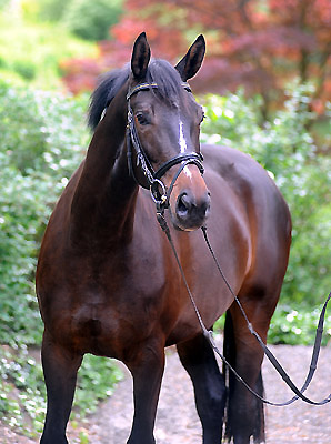 Kaiserspiel von Exclusiv u.d. Kaiserzeit v. Summertime - Foto: Beate Langels - Trakehner Gestt Hmelschenburg