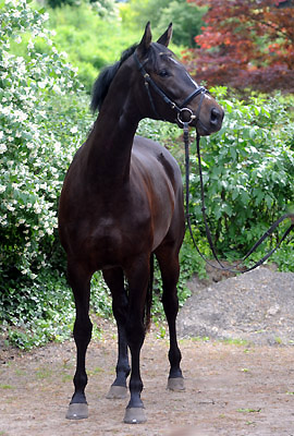 3year old Trakehner Mare Kaiserspiel by Exclusiv out of Kaiserzeit by Summertime - Foto: Beate Langels - Trakehner Gestt Hmelschenburg