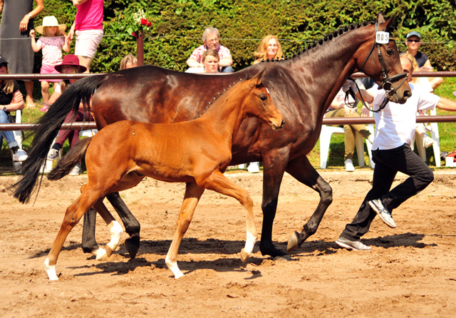 Trakehner Stutfohlen von Saint Cyr u.d.  Schiemanen v. Summertime u.d. Pr.u.StPrSt. Sareiken II v. Tycoon - Foto: Beate Langels