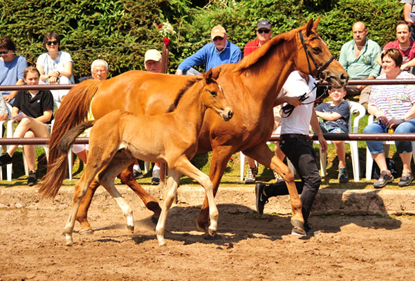 Trakehner Hengstfohlen von Saint Cyr - Tanzmeister - Saint Cloud, Foto: Beate Langels - Trakehner Gestt Hmelschenburg