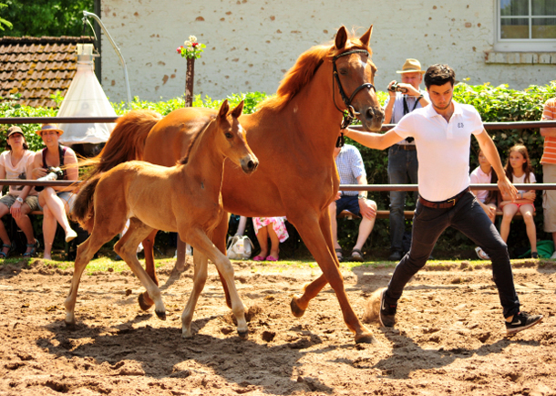 Trakehner Hengstfohlen von Saint Cyr - Tanzmeister - Saint Cloud, Foto: Beate Langels - Trakehner Gestt Hmelschenburg