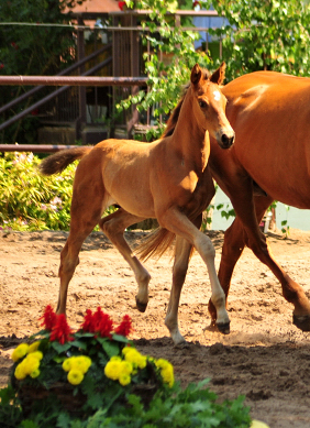 Trakehner Hengstfohlen von Saint Cyr - Tanzmeister - Saint Cloud, Foto: Beate Langels - Trakehner Gestt Hmelschenburg