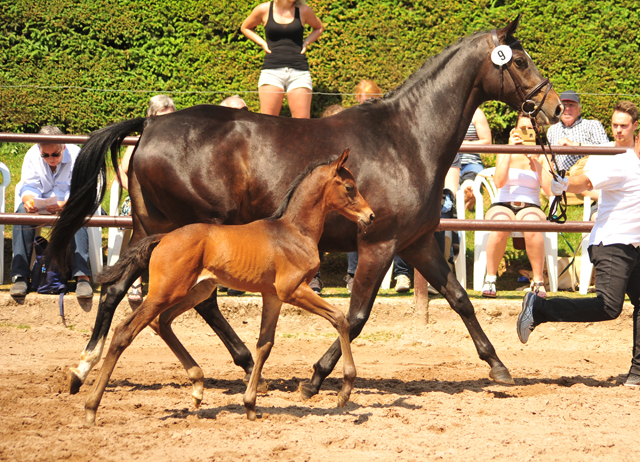 Hengstfohlen v. His Moment - Silvermoon - Foto Beate Langels