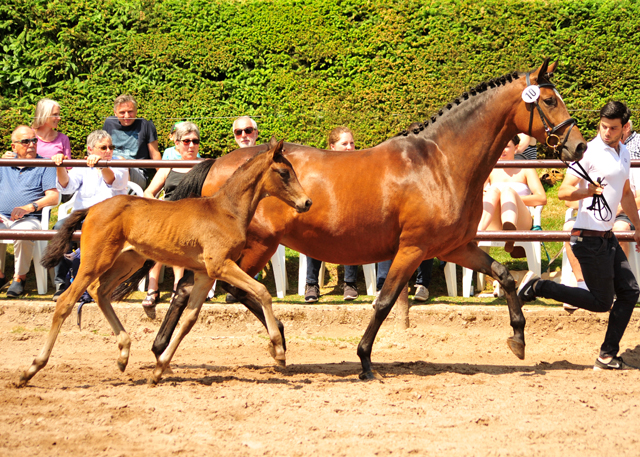 Stutfohlen von His Moment u.d. Pr.u.StPrSt. Katniss Everdeen v. Saint Cyr - Foto: Richard Langels - Trakehner Gestt Hmelschenburg