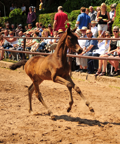 Stutfohlen von His Moment u.d. Pr.u.StPrSt. Katniss Everdeen v. Saint Cyr - Foto: Richard Langels - Trakehner Gestt Hmelschenburg