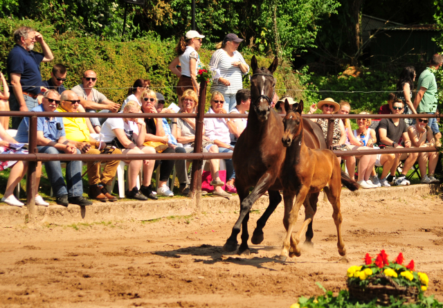 Kaisersonne v. Saint Cyr - Fotos: Beate Langels