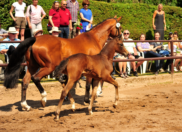 Stutfohlen von Saint Cyr x Friedensfrst - auf dem Prmienring der Fohlenschau in Hmelschenburg - Foto: Beate Langels