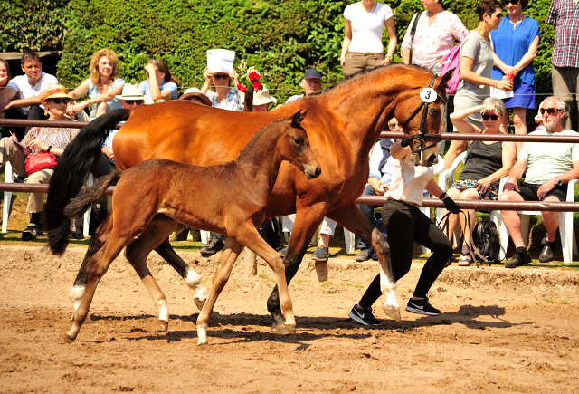 Stutfohlen von Saint Cyr x Friedensfrst - auf dem Prmienring der Fohlenschau in Hmelschenburg - Foto: Beate Langels