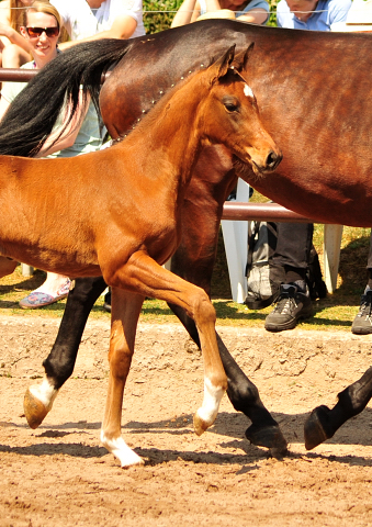 Trakehner Stutfohlen von Saint Cyr u.d.  Schiemanen v. Summertime u.d. Pr.u.StPrSt. Sareiken II v. Tycoon - Foto: Beate Langels