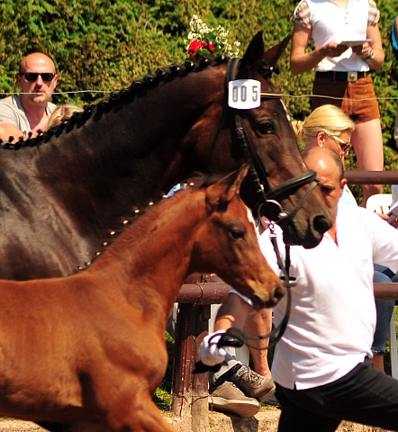 Trakehner Stutfohlen von Saint Cyr u.d.  Schiemanen v. Summertime u.d. Pr.u.StPrSt. Sareiken II v. Tycoon - Foto: Beate Langels