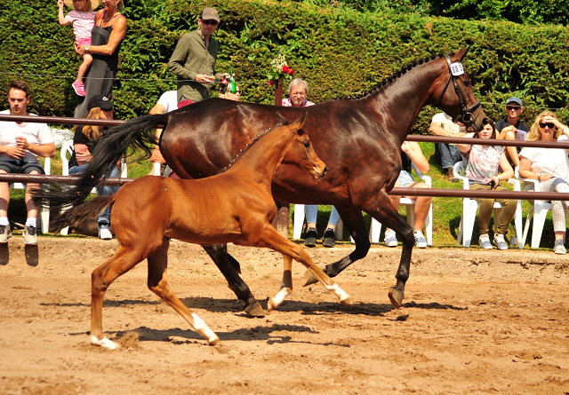 Trakehner Stutfohlen von Saint Cyr u.d.  Schiemanen v. Summertime u.d. Pr.u.StPrSt. Sareiken II v. Tycoon - Foto: Beate Langels