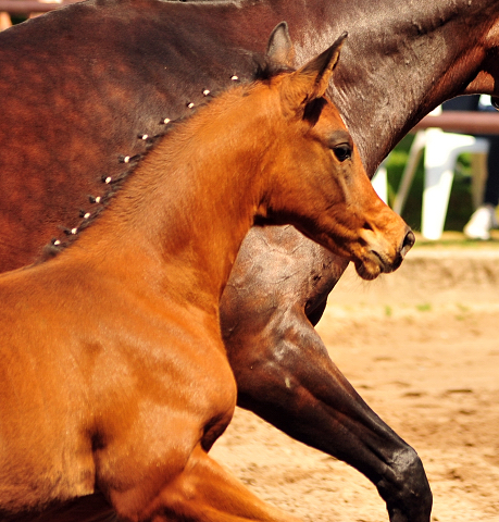 Trakehner Stutfohlen von Saint Cyr u.d.  Schiemanen v. Summertime u.d. Pr.u.StPrSt. Sareiken II v. Tycoon - Foto: Beate Langels