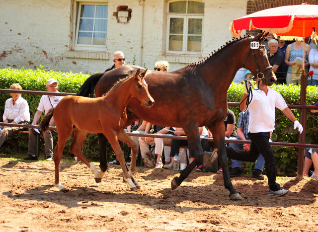 Trakehner Stutfohlen von Saint Cyr u.d.  Schiemanen v. Summertime u.d. Pr.u.StPrSt. Sareiken II v. Tycoon - Foto: Beate Langels