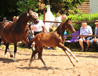 Oldenburger Stutohlen von Quantensprung u.d. Schwalbendiva v. Totilas
 - Trakehner Gestt Hmelschenburg - Beate Langels