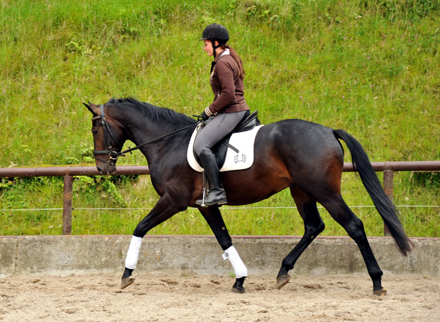 3year old Oldenburger Gelding by Summertime out of Beloved by Kostolany