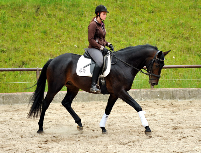 3year old Oldenburger Gelding by Summertime out of Beloved by Kostolany