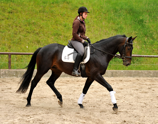 3year old Oldenburger Gelding by Summertime out of Beloved by Kostolany