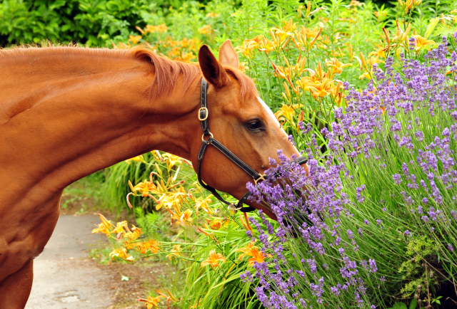 Be Fair von Symont u.d. Beloved v. Kostolany  - Foto: Beate Langels -  
Trakehner Gestt Hmelschenburg