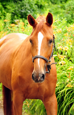 BE FAIR   - Foto Beate Langels - Trakehner Gestt Hmelschenburg