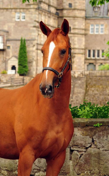 Be Fair von Symont u.d. Beloved v. Kostolany  - Foto: Beate Langels -  
Trakehner Gestt Hmelschenburg