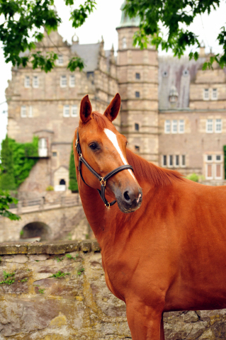 Be Fair von Symont u.d. Beloved v. Kostolany  - Foto: Beate Langels -  
Trakehner Gestt Hmelschenburg