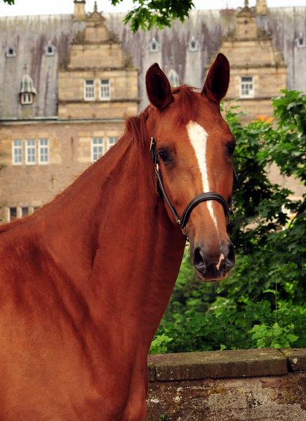 Be Fair von Symont u.d. Beloved v. Kostolany  - Foto: Beate Langels -  
Trakehner Gestt Hmelschenburg