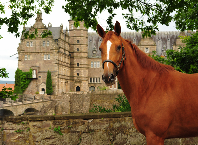 Be Fair von Symont u.d. Beloved v. Kostolany  - Foto: Beate Langels -  
Trakehner Gestt Hmelschenburg