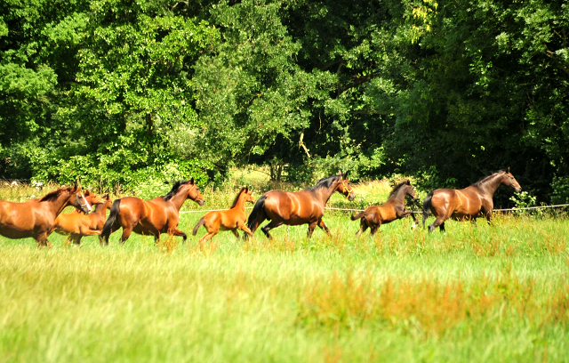 Die Stuten und Fohlen an der Emmer Trakehner Gestt Hmelschenburg - 27. Juni 2018 - Foto: Beate Langels