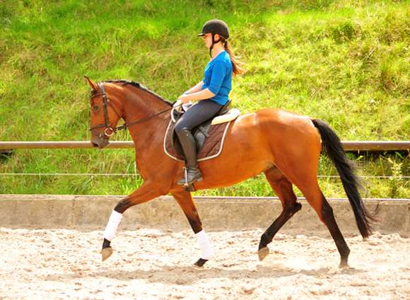 Barinja Oldenburger Stute von Oliver Twist u.d. Beloved v. Kostolany - Foto: Beate Langels - Trakehner Gestt Hmelschenburg