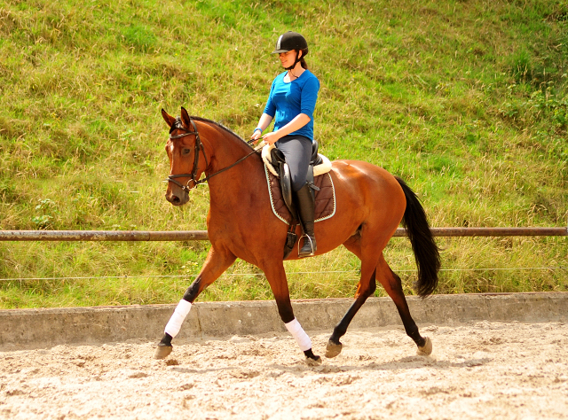 Barinja Oldenburger Stute von Oliver Twist u.d. Beloved v. Kostolany - Foto: Beate Langels - Trakehner Gestt Hmelschenburg