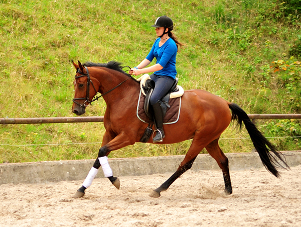 Barinja Oldenburger Stute von Oliver Twist u.d. Beloved v. Kostolany - Foto: Beate Langels - Trakehner Gestt Hmelschenburg